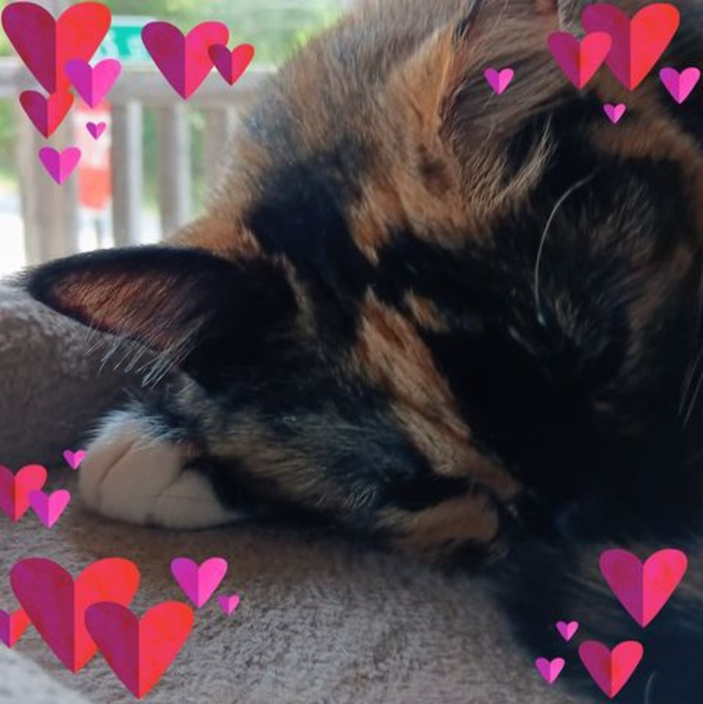 Meet your Posher, Jerry